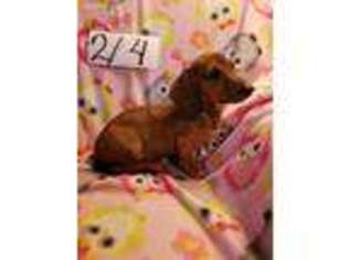 Dachshund Puppy for sale in Lovington, NM, USA