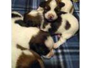 Papillon Puppy for sale in Portville, NY, USA