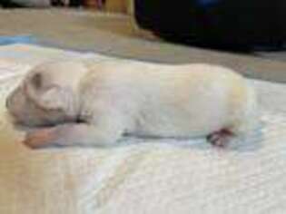 Bull Terrier Puppy for sale in Sanford, NC, USA