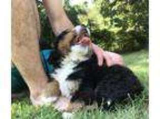 Bernese Mountain Dog Puppy for sale in Neosho, MO, USA