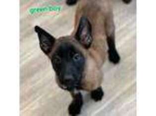 Belgian Malinois Puppy for sale in Acworth, NH, USA