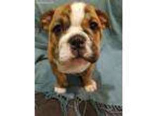 Bulldog Puppy for sale in Rogers, AR, USA