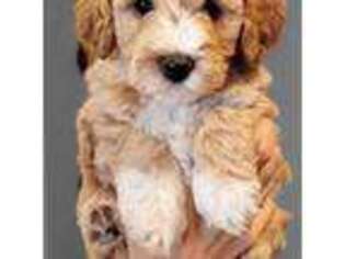 Goldendoodle Puppy for sale in Battle Ground, WA, USA