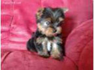 Yorkshire Terrier Puppy for sale in Hyden, KY, USA