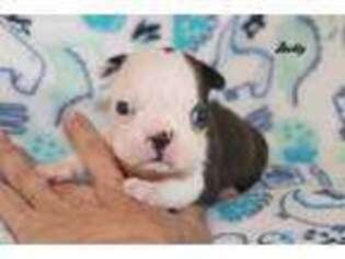 Boston Terrier Puppy for sale in Livingston, LA, USA