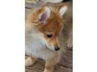 Pomeranian Puppy for sale in Scotch Plains, NJ, USA