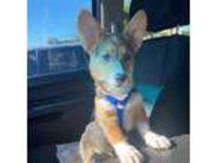 Pembroke Welsh Corgi Puppy for sale in Peoria, AZ, USA