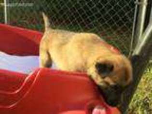 Belgian Malinois Puppy for sale in Easley, SC, USA