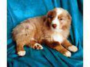 Miniature Australian Shepherd Puppy for sale in Goldendale, WA, USA