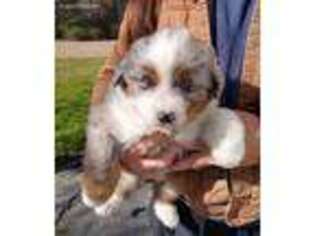 Australian Shepherd Puppy for sale in Rocky Mount, NC, USA
