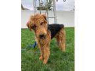 Airedale Terrier Puppy for sale in Greeley, CO, USA