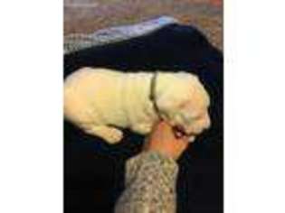 Dogo Argentino Puppy for sale in Hinton, OK, USA