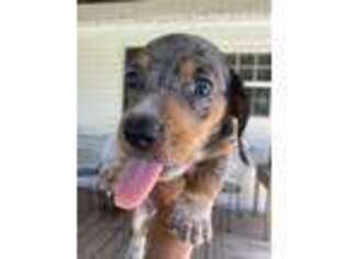 Dachshund Puppy for sale in Williamston, NC, USA