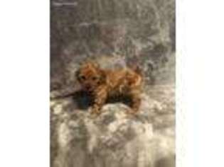 Mutt Puppy for sale in Clarence, MO, USA