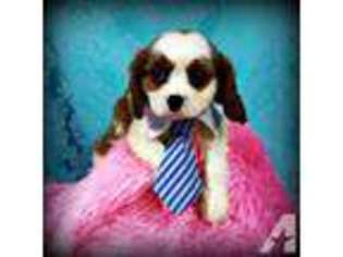 Cavalier King Charles Spaniel Puppy for sale in LISBON, OH, USA