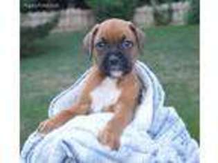 Boxer Puppy for sale in Beach City, OH, USA
