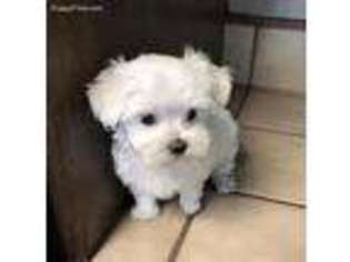 Maltese Puppy for sale in Buhl, ID, USA