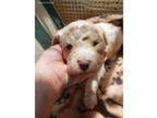 Mutt Puppy for sale in Seabrook, NH, USA