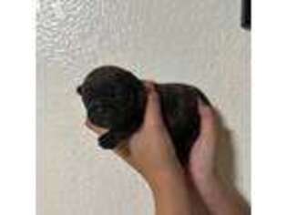 French Bulldog Puppy for sale in San Dimas, CA, USA
