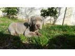 Weimaraner Puppy for sale in Atlantic City, NJ, USA