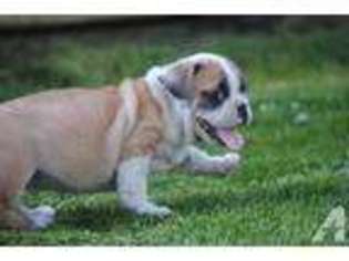 Bulldog Puppy for sale in OAKLAND, OR, USA