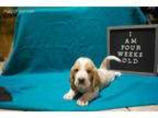 Basset Hound Puppy for sale in Richton, MS, USA