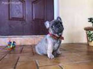 French Bulldog Puppy for sale in Key Largo, FL, USA