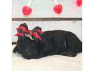 Mutt Puppy for sale in Hayti, SD, USA