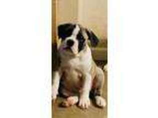 Olde English Bulldogge Puppy for sale in Visalia, CA, USA