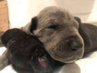 Great Dane Puppy for sale in Woodland Hills, CA, USA