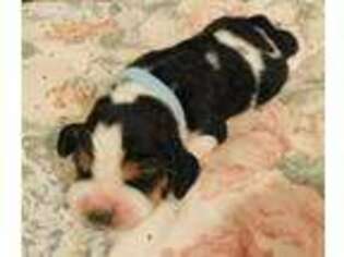Basset Hound Puppy for sale in Deposit, NY, USA