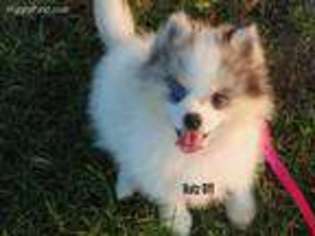 Mutt Puppy for sale in Redkey, IN, USA