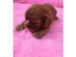 Cavalier King Charles Spaniel Puppy for sale in Saint Peters, MO, USA