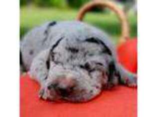 Great Dane Puppy for sale in Nappanee, IN, USA