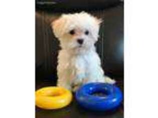 Maltese Puppy for sale in Fort Myers, FL, USA