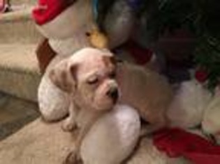 Olde English Bulldogge Puppy for sale in Chinook, MT, USA