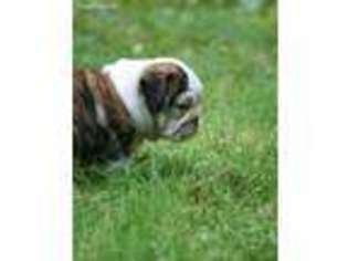 Bulldog Puppy for sale in Dresher, PA, USA