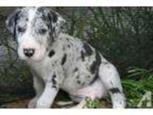Great Dane Puppy for sale in MAGNOLIA, TX, USA