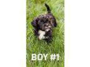 Mal-Shi Puppy for sale in Aurora, UT, USA