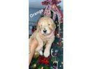 Goldendoodle Puppy for sale in Tullahoma, TN, USA