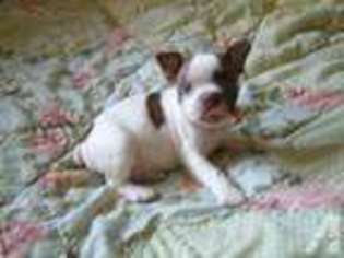 Boston Terrier Puppy for sale in LEAGUE CITY, TX, USA