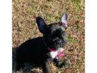 French Bulldog Puppy for sale in Wilson, NC, USA