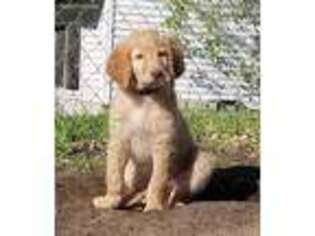 Goldendoodle Puppy for sale in Zimmerman, MN, USA