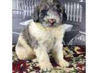 Newfoundland Puppy for sale in Dalton, OH, USA
