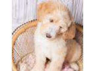 Medium Photo #1 Saint Bernard Puppy For Sale in Livingston, AL, USA