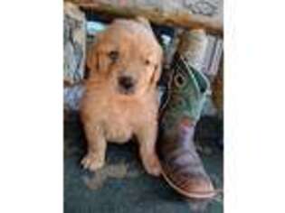 Golden Retriever Puppy for sale in New London, MN, USA