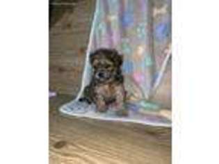 Shih-Poo Puppy for sale in Auburn Hills, MI, USA