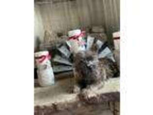 Cairn Terrier Puppy for sale in Lawton, OK, USA