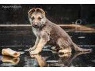German Shepherd Dog Puppy for sale in Grants Pass, OR, USA