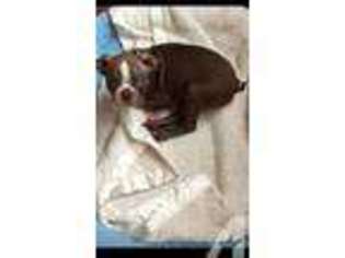 Boston Terrier Puppy for sale in BRONX, NY, USA